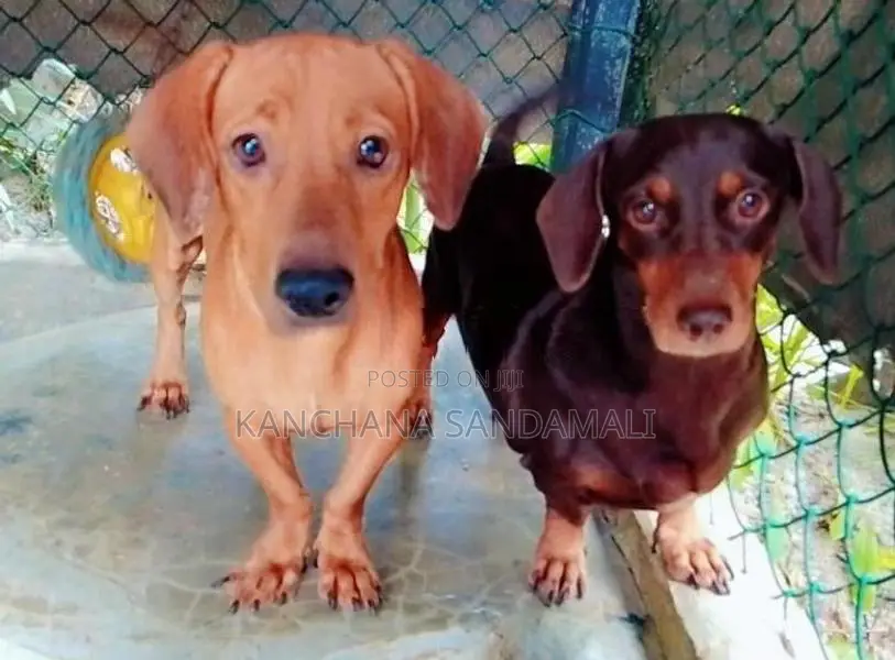 ඩෑෂ් අවුට් පිරිමි සතා සහ ගැහැණු