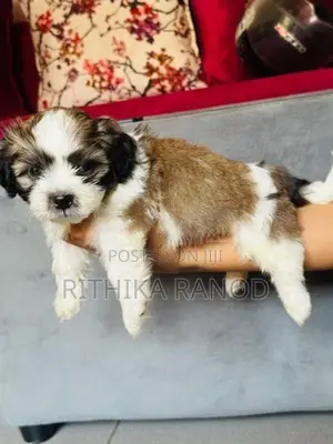 Shitzuu Puppy