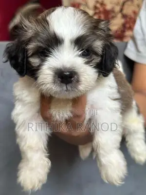 Shitzuu Puppy
