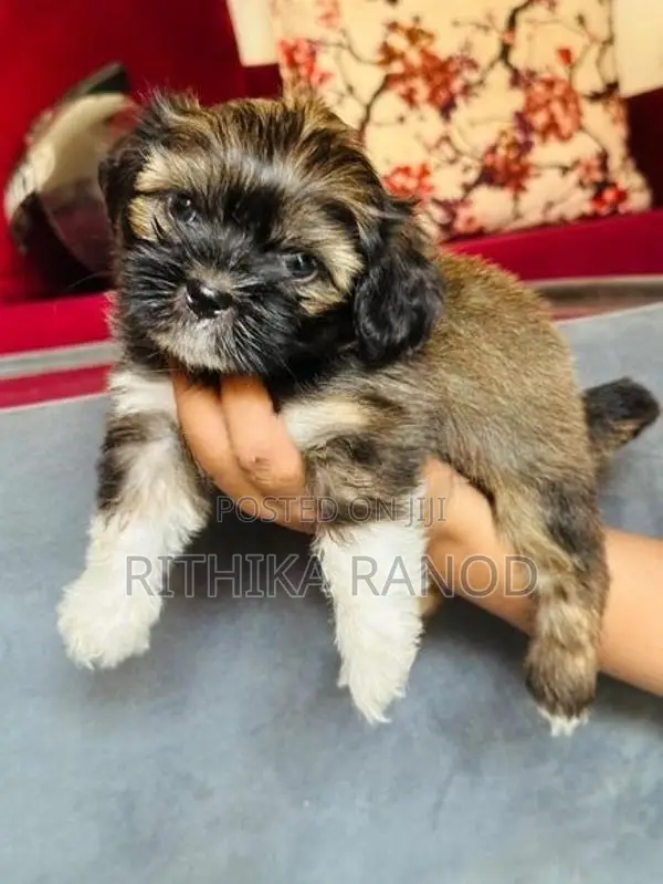 Shitzuu Puppy
