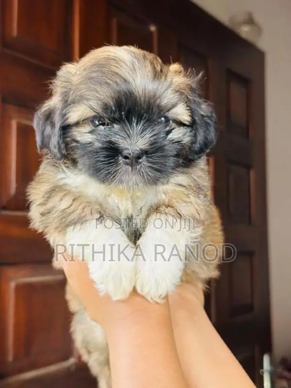 Shitzuu Puppy