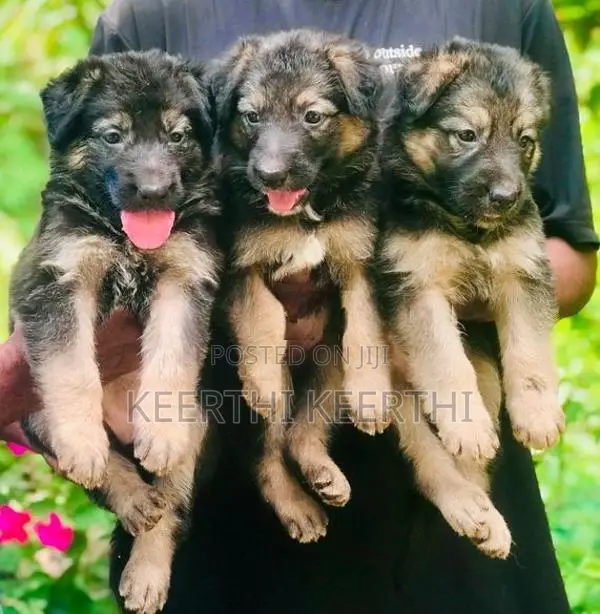 German Shepherd Longcoat Puppies