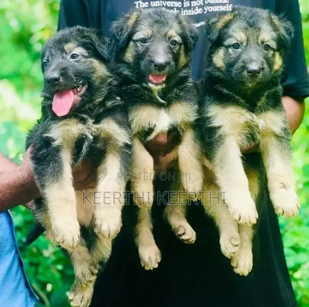German Shepherd Longcoat Puppies