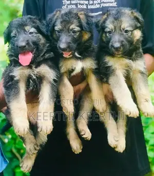 German Shepherd Longcoat Puppies