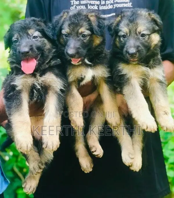 German Shepherd Longcoat Puppies