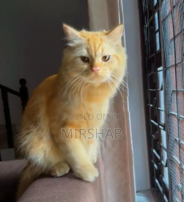 Pure Persian Cat