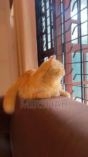 Pure Persian Cat