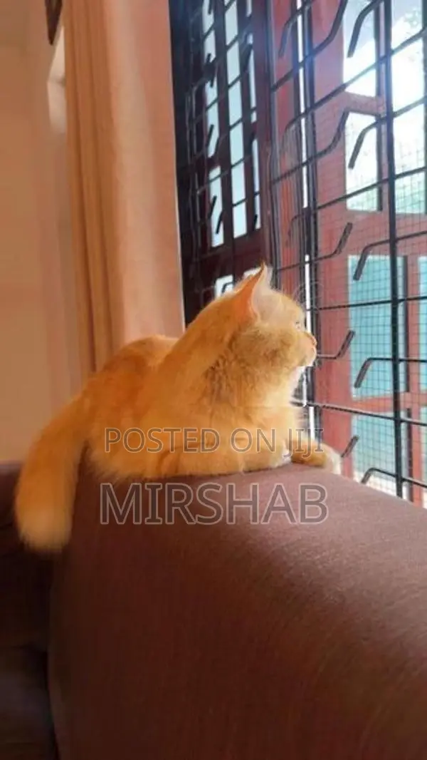 Pure Persian Cat