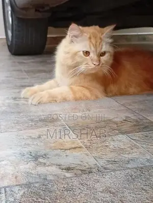 Pure Persian Cat