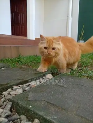 Pure Persian Cat