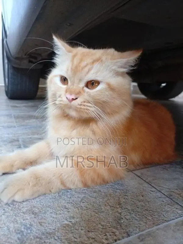Pure Persian Cat