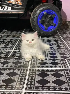 Persian Cat