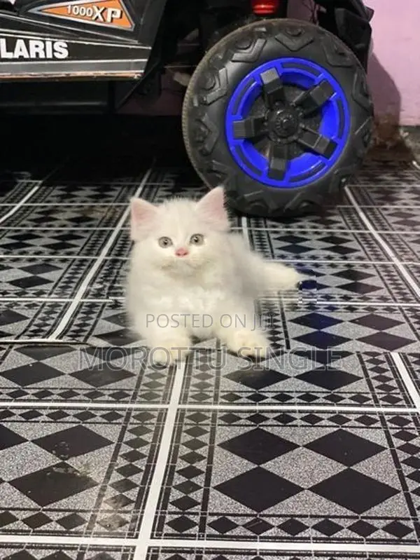 Persian Cat