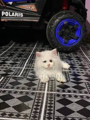 Persian Cat