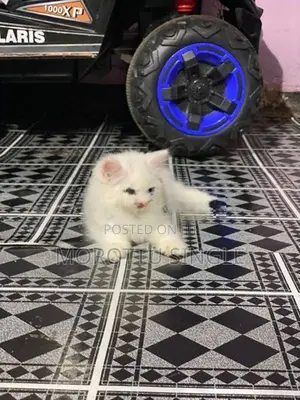 Persian Cat