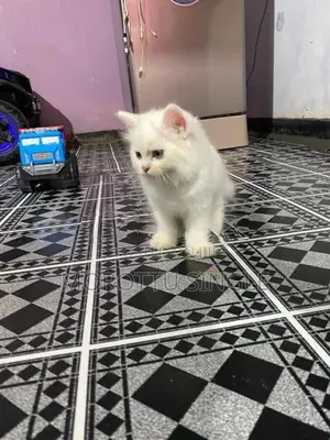 Persian Cat