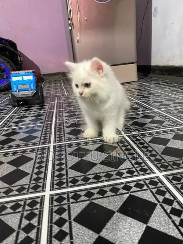 Persian Cat