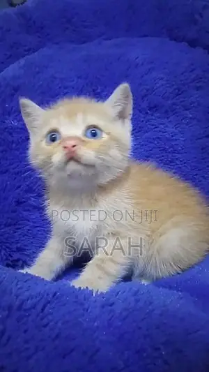 British Shorthair Kittens