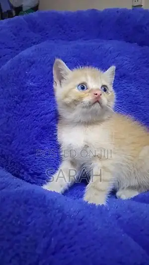 British Shorthair Kittens