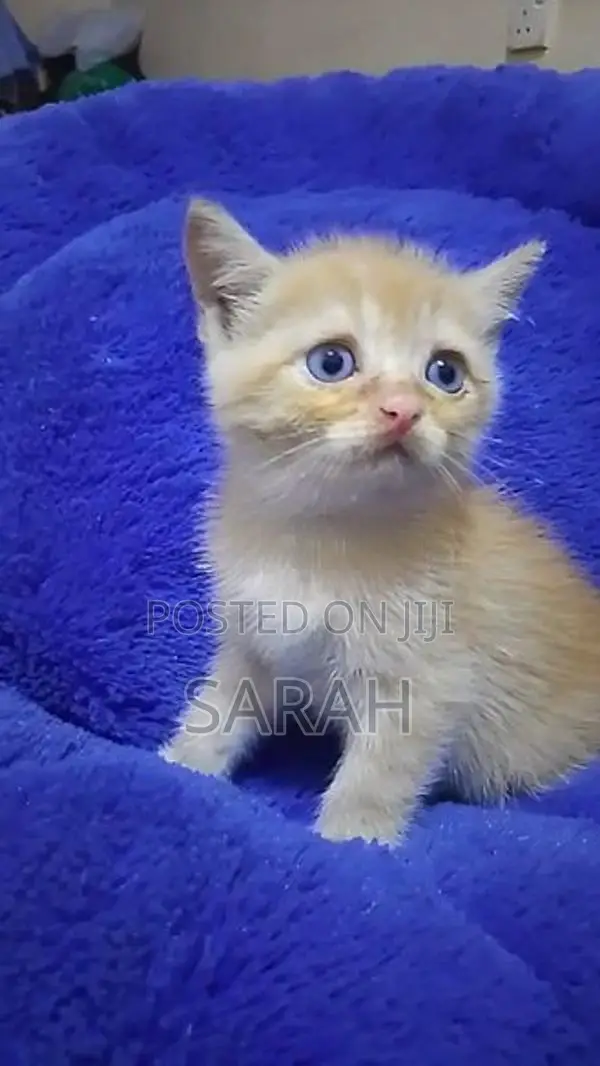 British Shorthair Kittens