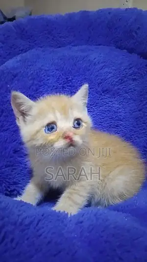 British Shorthair Kittens