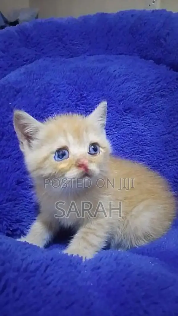 British Shorthair Kittens