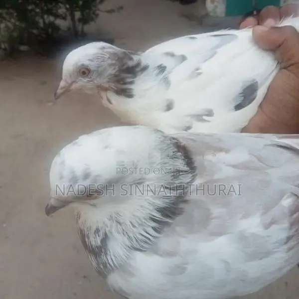 Pigeon