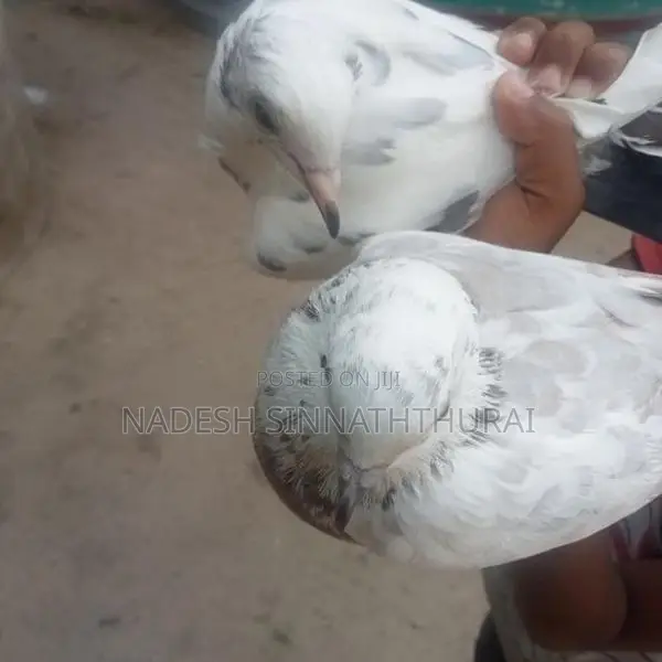 Pigeon