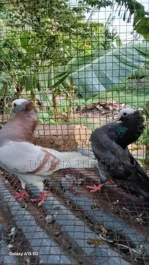 Pigeons
