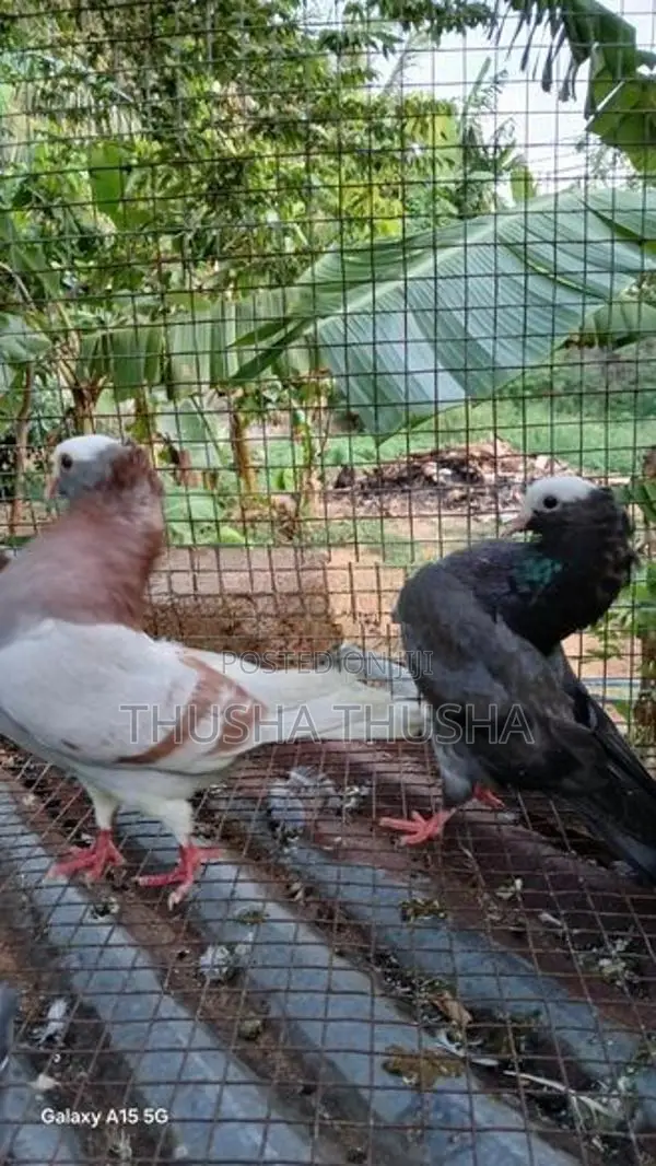 Pigeons