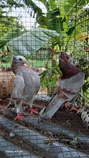 Pigeons