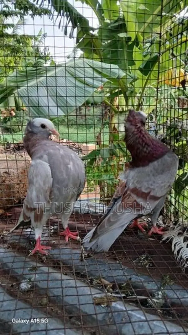 Pigeons