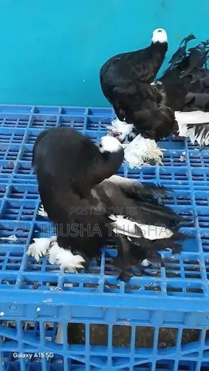 Pigeons