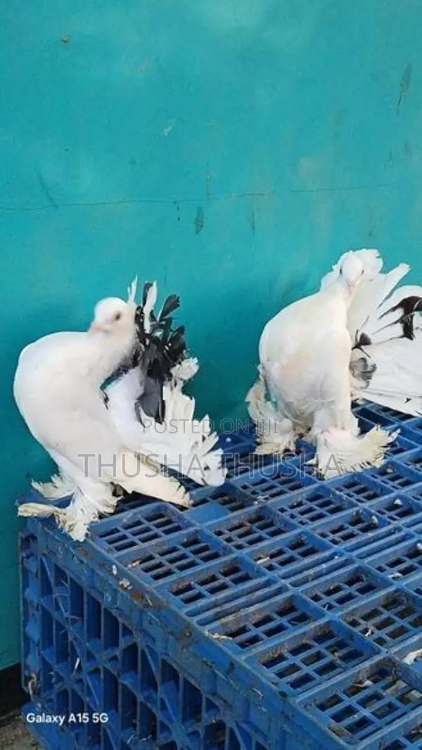 Pigeons