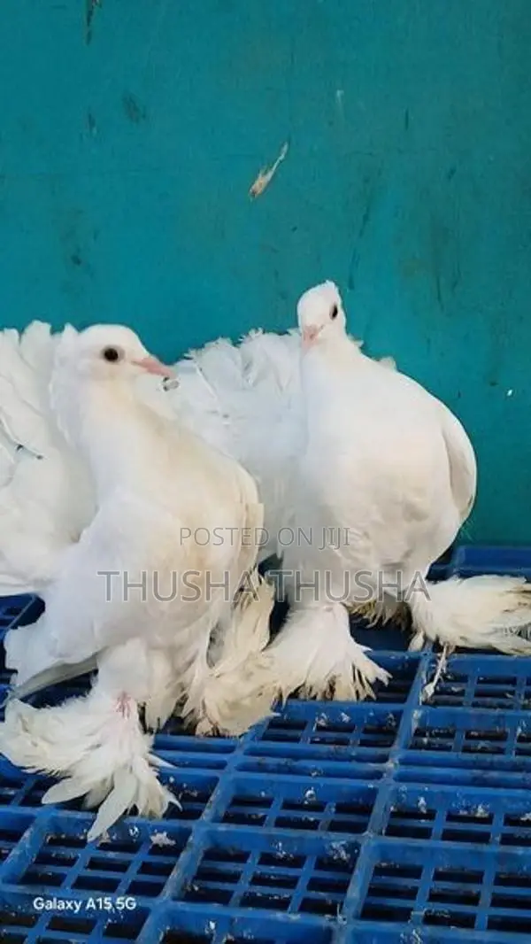 Pigeons