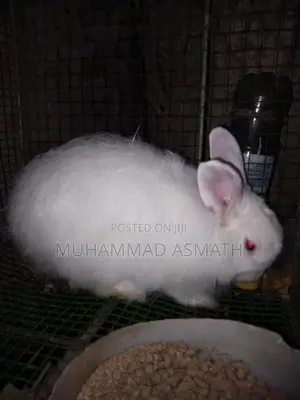 Rabbit