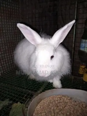 Rabbit