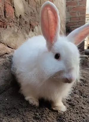 Rabbit