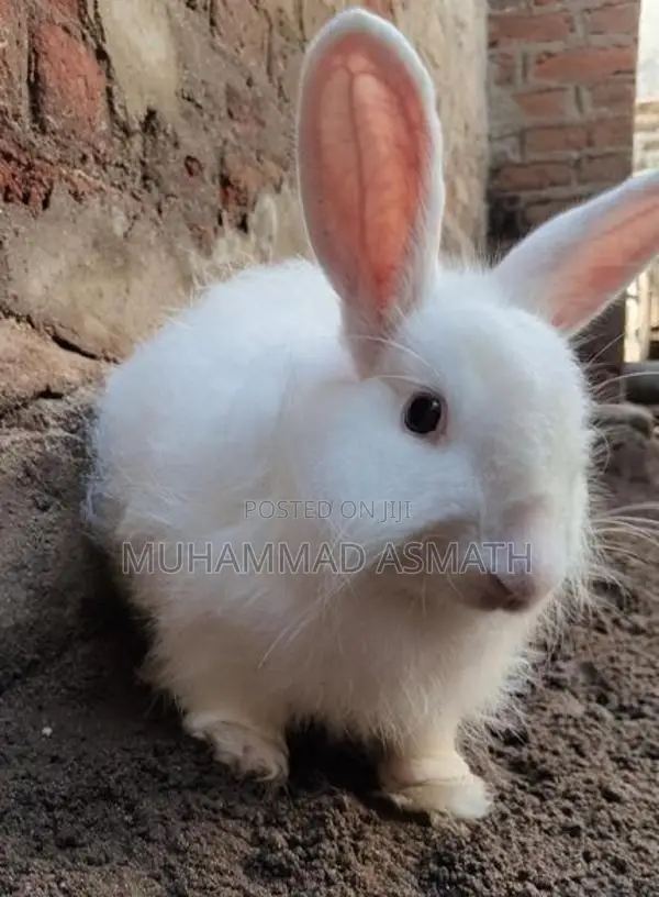 Rabbit