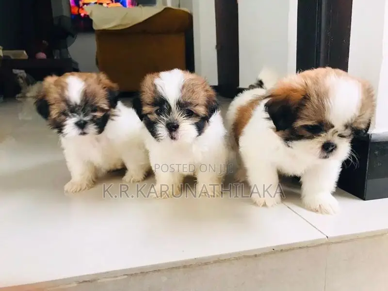 Shihtzu Puppies