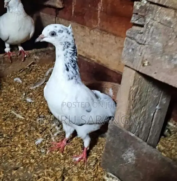 Pigeons