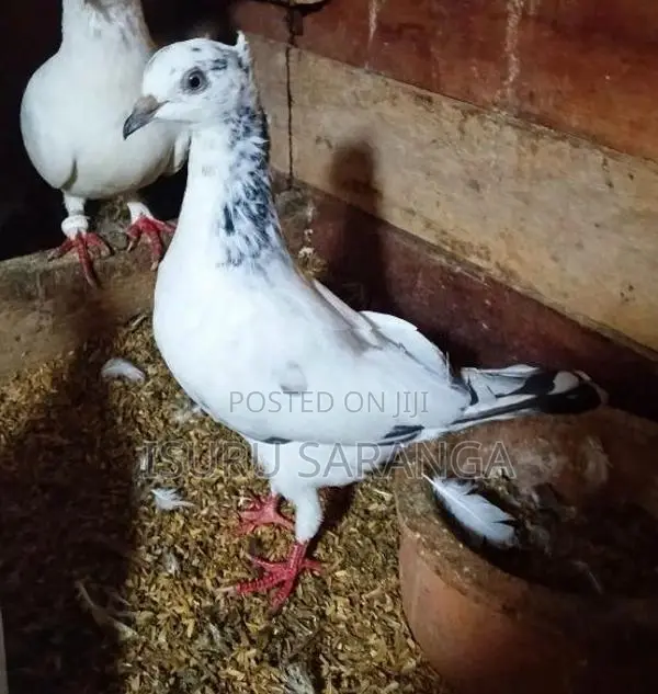 Pigeons