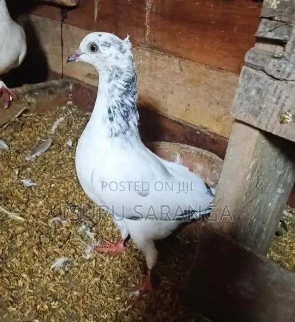 Pigeons