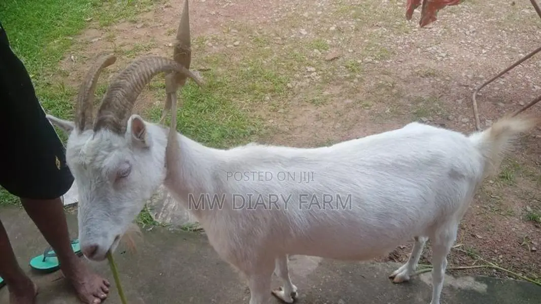 Saanen Goat