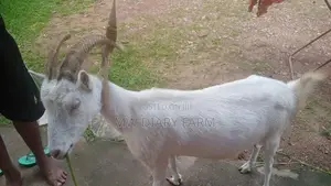 Saanen Goat