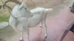 Saanen Goat