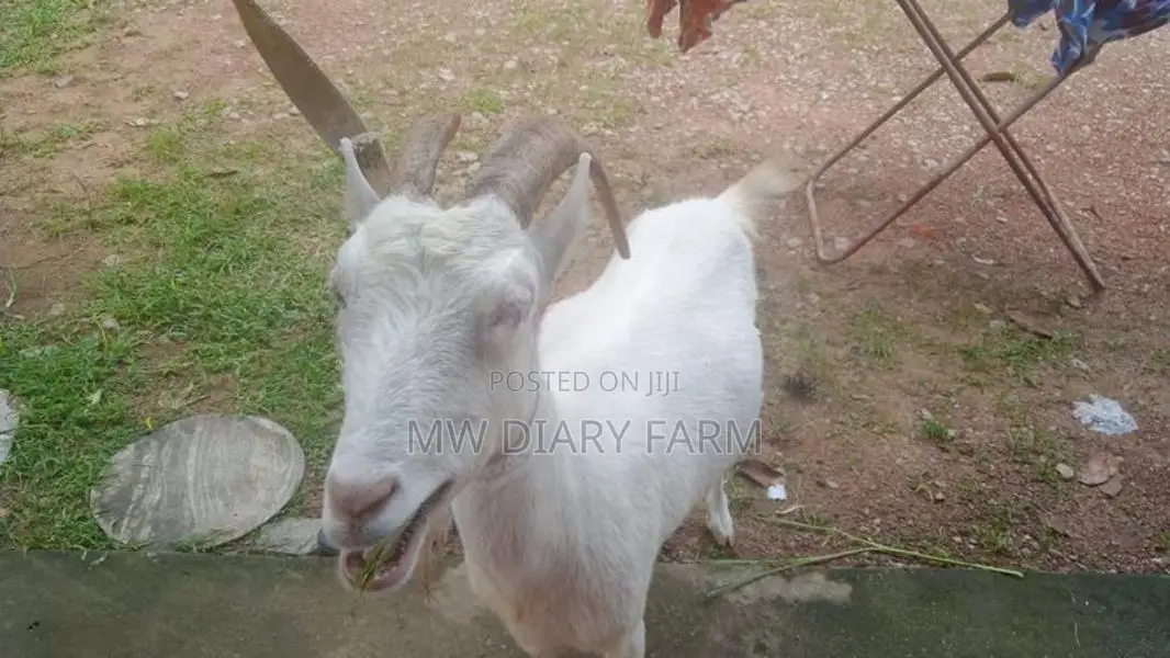 Saanen Goat
