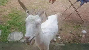 Saanen Goat