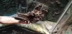 Fish Tank Drift Wood