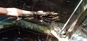 Fish Tank Drift Wood